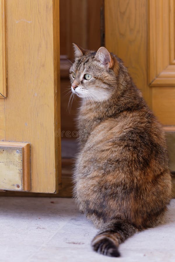 Cute cat on a doorstep stock photo. Image of green, outdoors 99160712