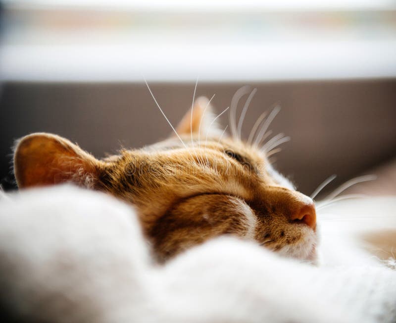 Cute Cat Sleeping during Light Day Stock Photo - Image of happy ...