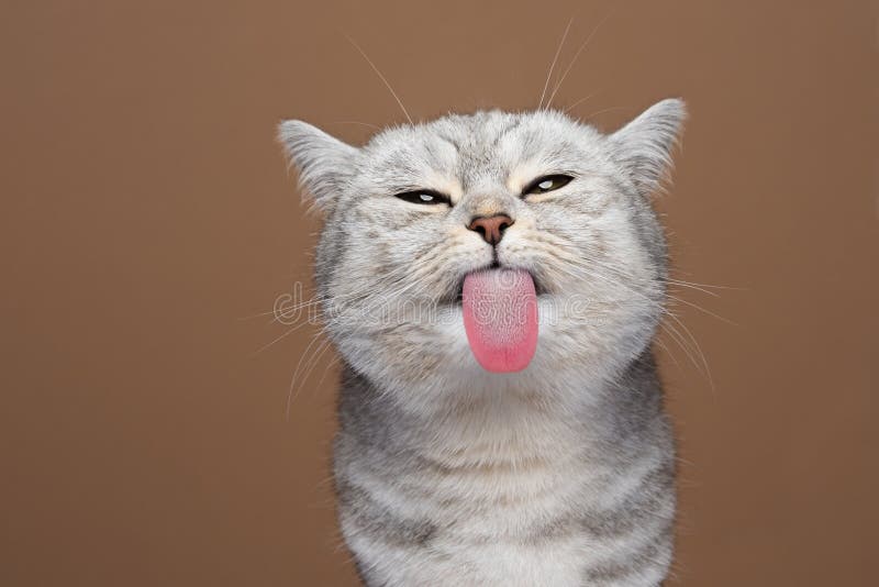 Cute Funny Cat Looking Suspiciously Or Angry On Black Background Stock  Photo - Download Image Now - iStock