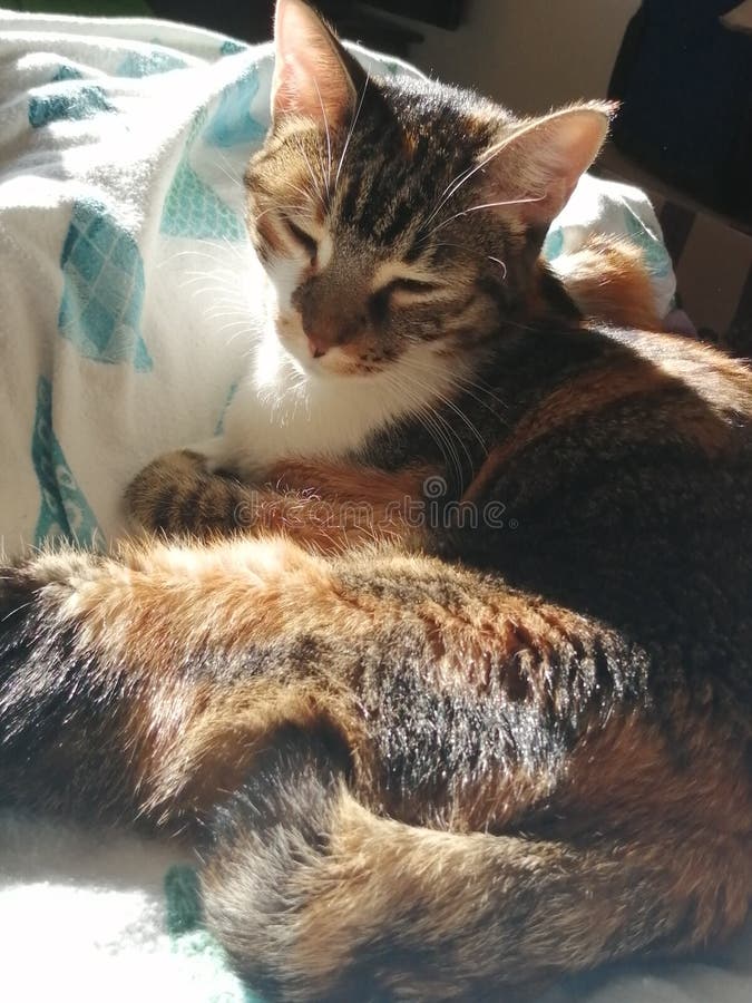 Cute cat in the sunlight stock photo. Image of sunlight 170535122