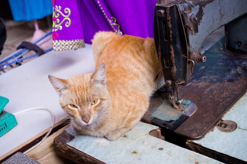 Lindo gato sobre el de coser máquina.