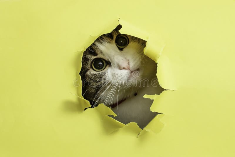 Cute Cat with Tilted Head Looking or Peaking Thru a Ripped Hole Stock