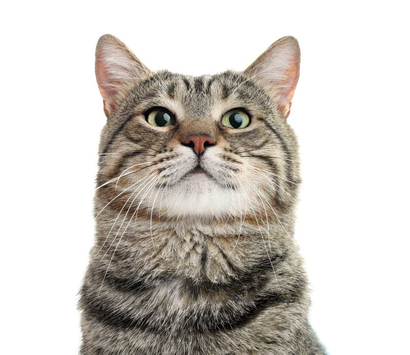 Cute Cat on White Background. Stock Image - Image of grey, feline: 124435681