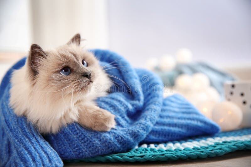 Cute cat wrapped in knitted sweater lying on floor at home