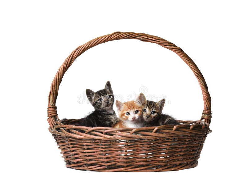 Two Cats in a Basket with Balls of Yarn Stock Photo Image of lovable
