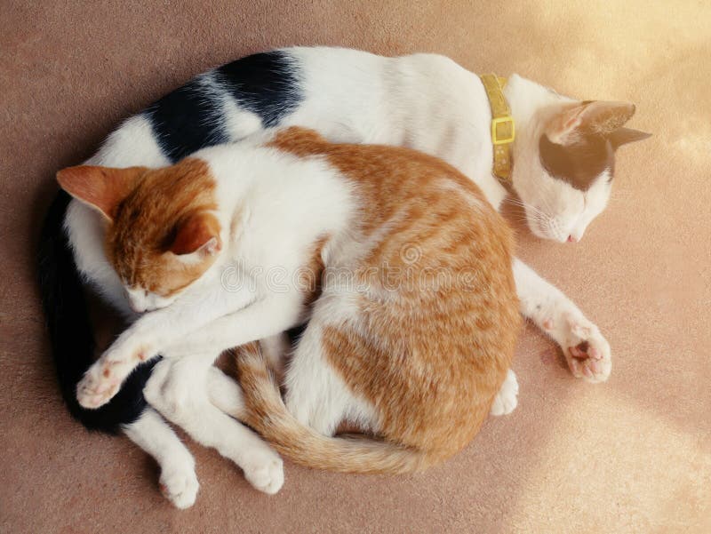 Cute Cats Hug Shows Warmth, Intimacy, Trust, Cheerfulness Stock Image