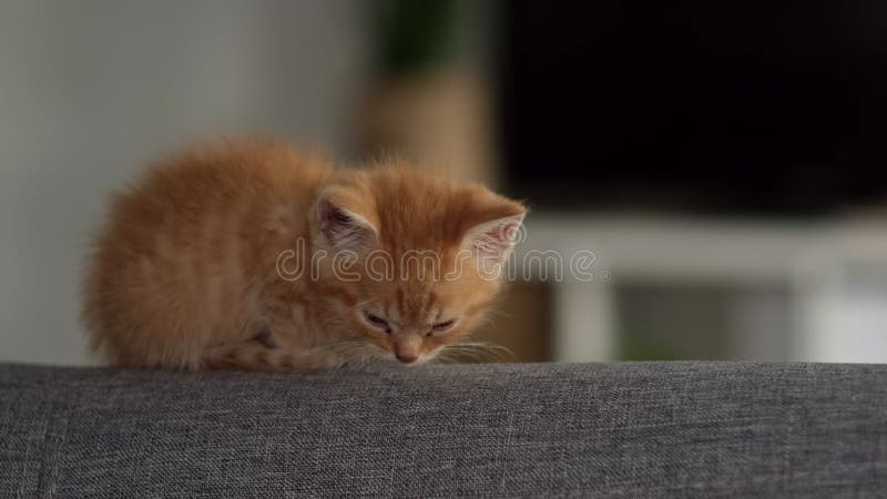 Cute chaton gingembre rayé s'endormir à la maison sur le canapé gris adorable petits chats Relax animaux domestiques. banque de vidéos