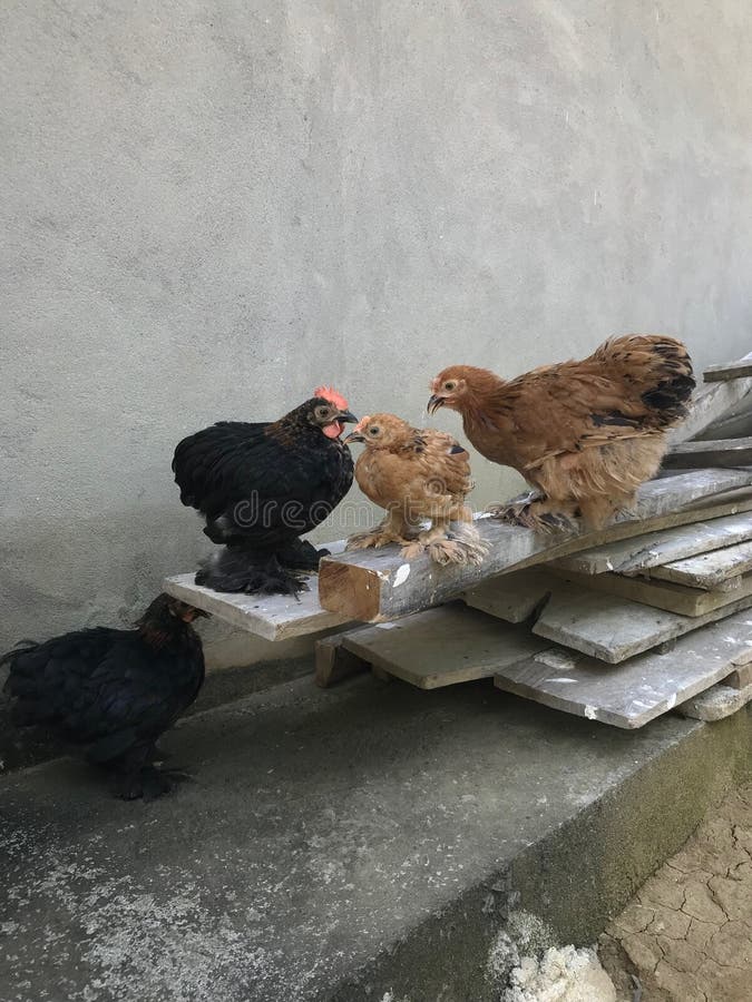 Cute chicken cochin bantam stock image. Image of chicken 243630567