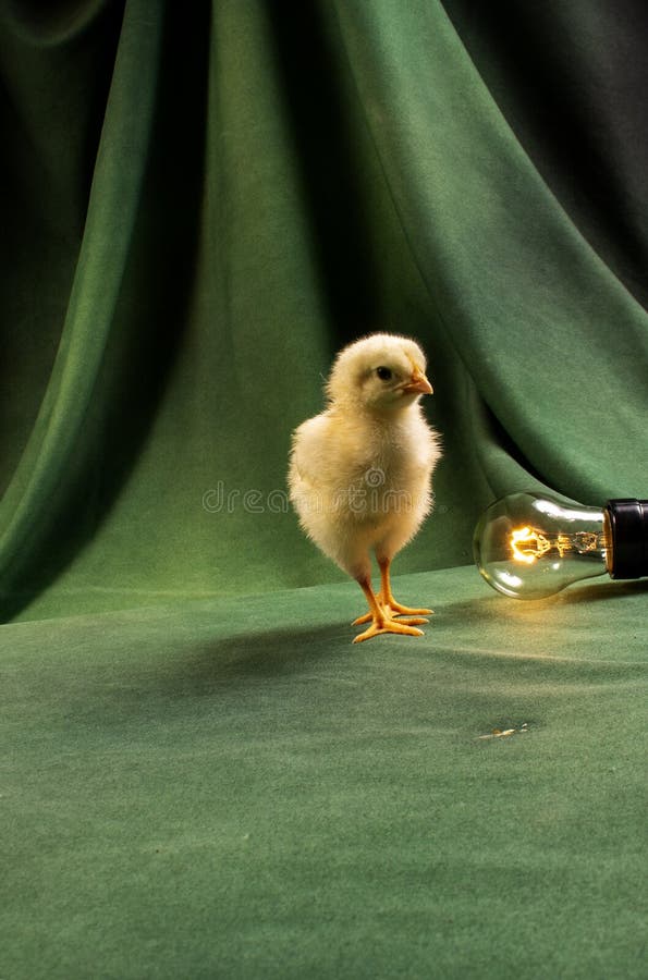 Cute Chicks Dark Green Background Stock Photo - Image of bird, animals:  228911386