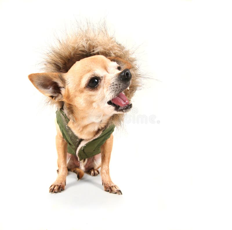 6,345 Chihuahua Funny Face Photos Free & RoyaltyFree