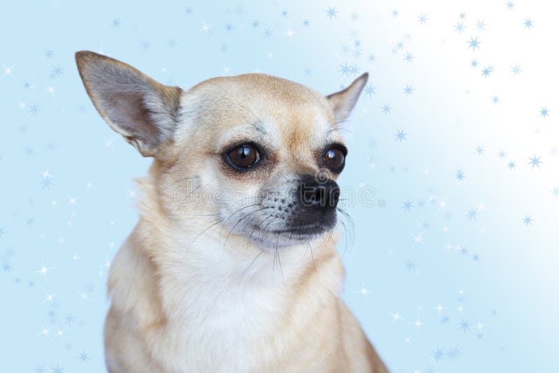 Cute Chihuahua on blue