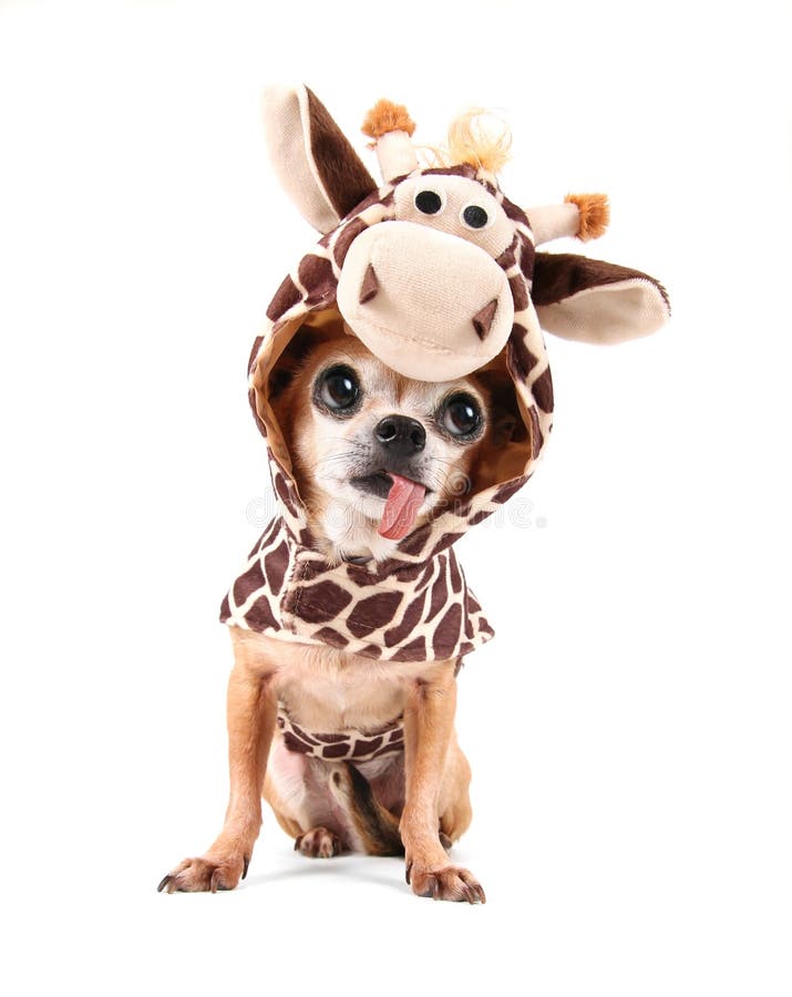 dog dressed as giraffe