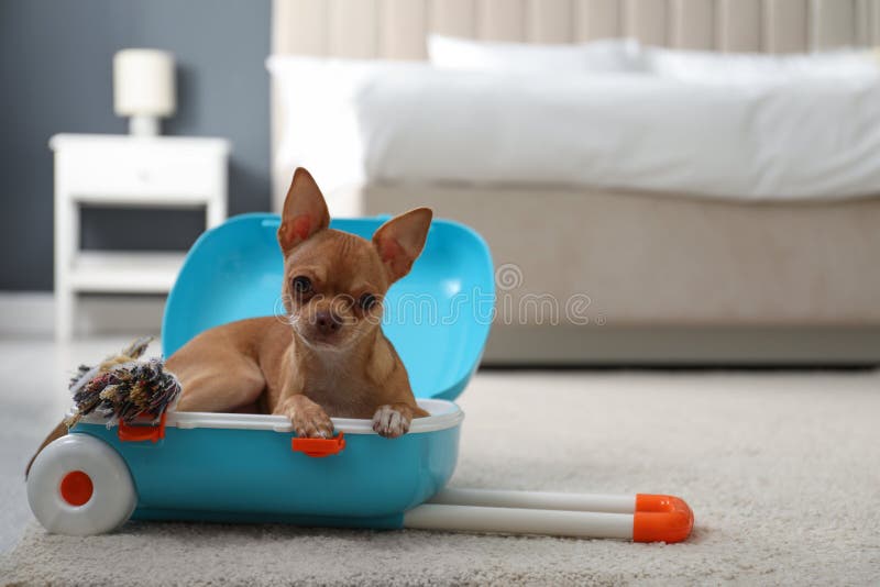 Cute Chihuahua Dog in Blue Suitcase Indoors. Pet Friendly Hotel Stock ...