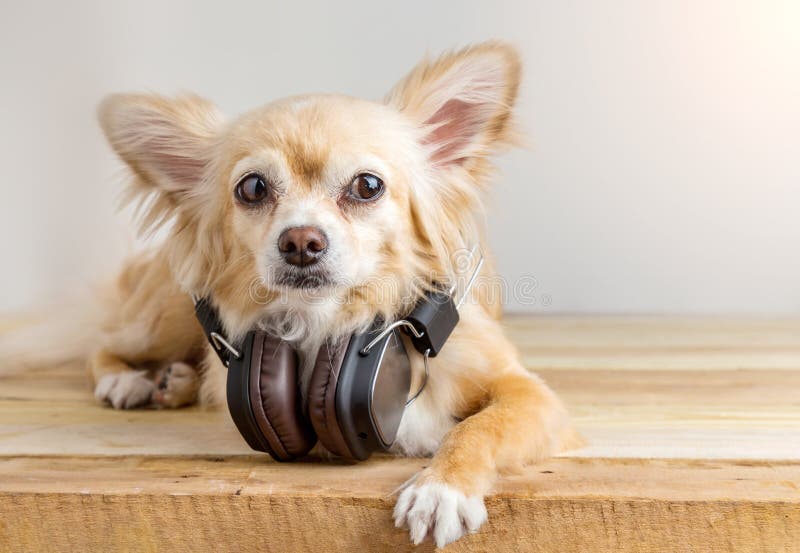 Cute chihuahua dog listening to music in large leather dark wire royalty free stock images Cute chihuahua dog listening to music in large leather dark wire royalty free stock images