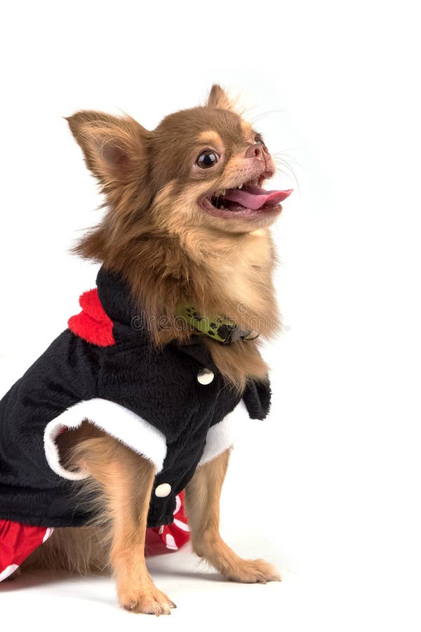 Cute Chihuahua Dog in Red Dress Stock Photo Image of background
