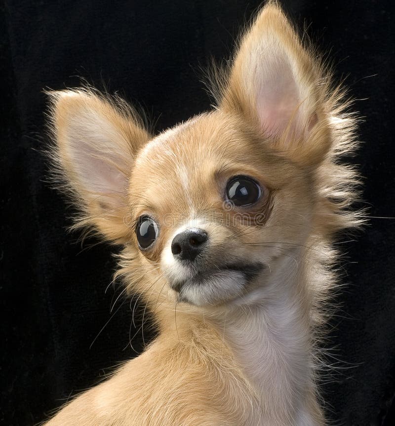 Cute Chihuahua Puppy Portrait Stock Image Image of