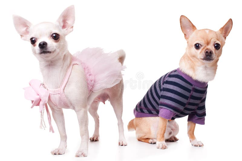 Cute chihuahua on a white background royalty free stock photos Cute chihuahua on a white background royalty free stock photos