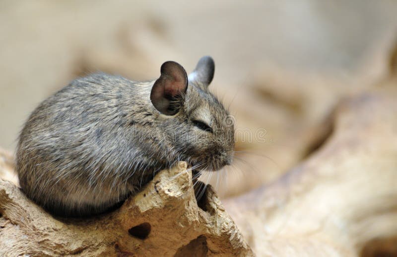 Cute chinchilla