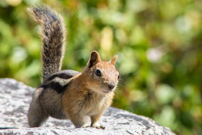 Cute Chipmunk sur un rocher au lac Tahoe image libre de droits Cute Chipmunk sur un rocher au lac Tahoe image libre de droits