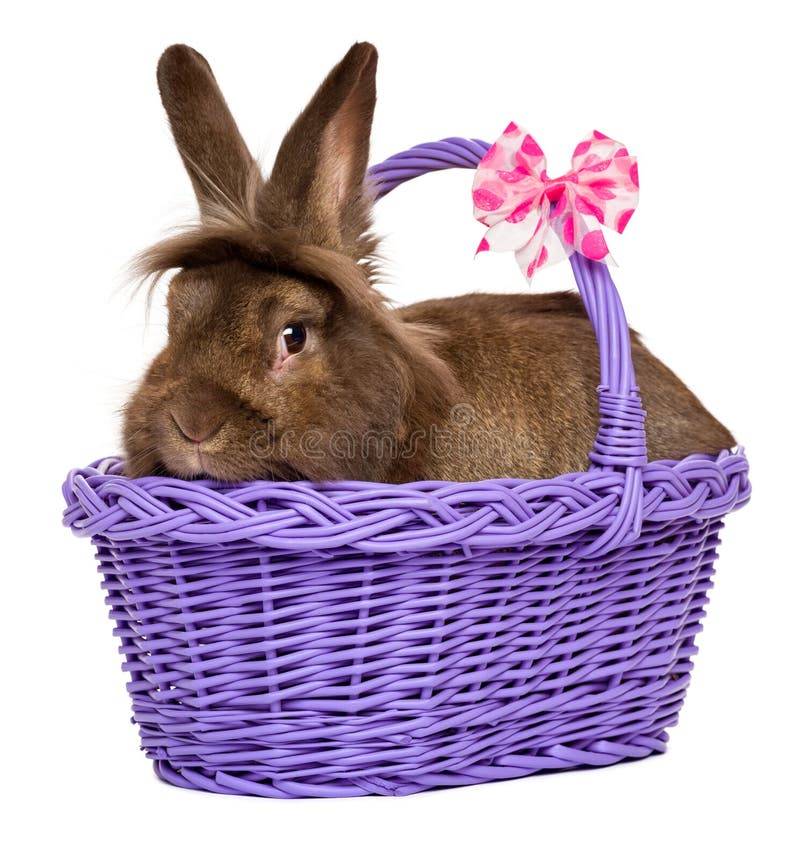 Cute chocolate colored Easter rabbit in a purple basket