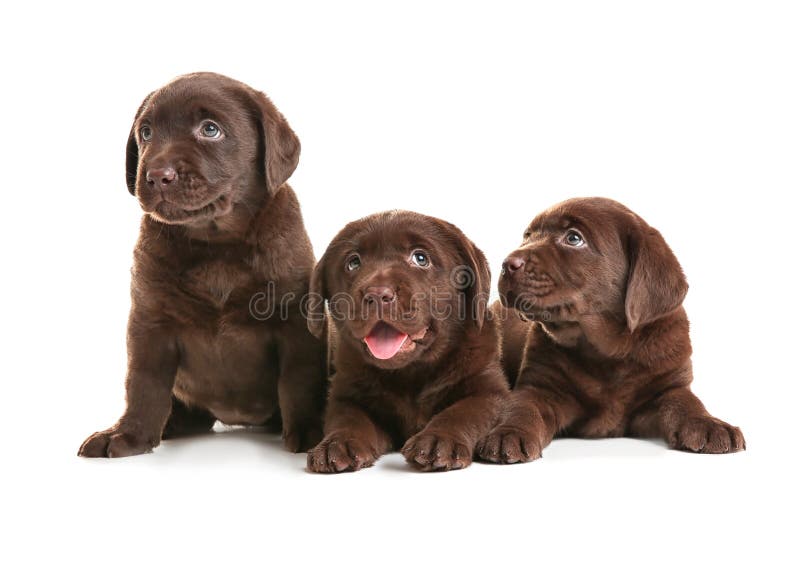 Chocolate Labrador Retriever puppies on white background stock image Chocolate Labrador Retriever puppies on white background stock image