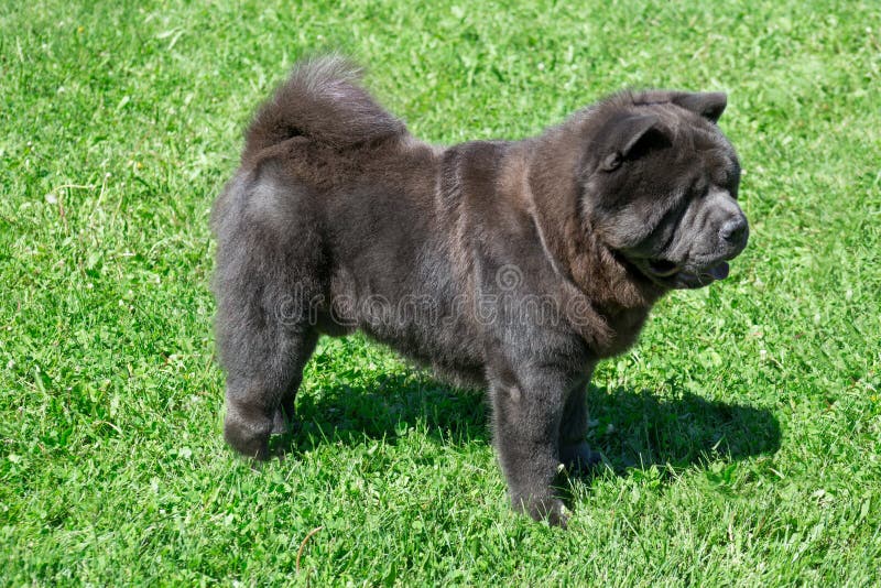 Cute Chow Chow is Standing on a Green Meadow. Pet Animals Stock Image -  Image of hair, close: 152937185