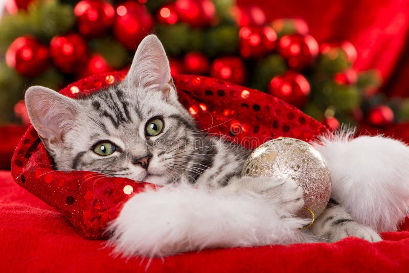 Adorable 96 Christmas kitten background High-quality, free to download kitten wallpapers.