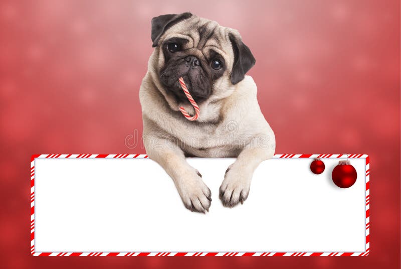 Cute christmas pug puppy dog leaning with paws on blank sign, on red background stock photography Cute christmas pug puppy dog leaning with paws on blank sign, on red background stock photography