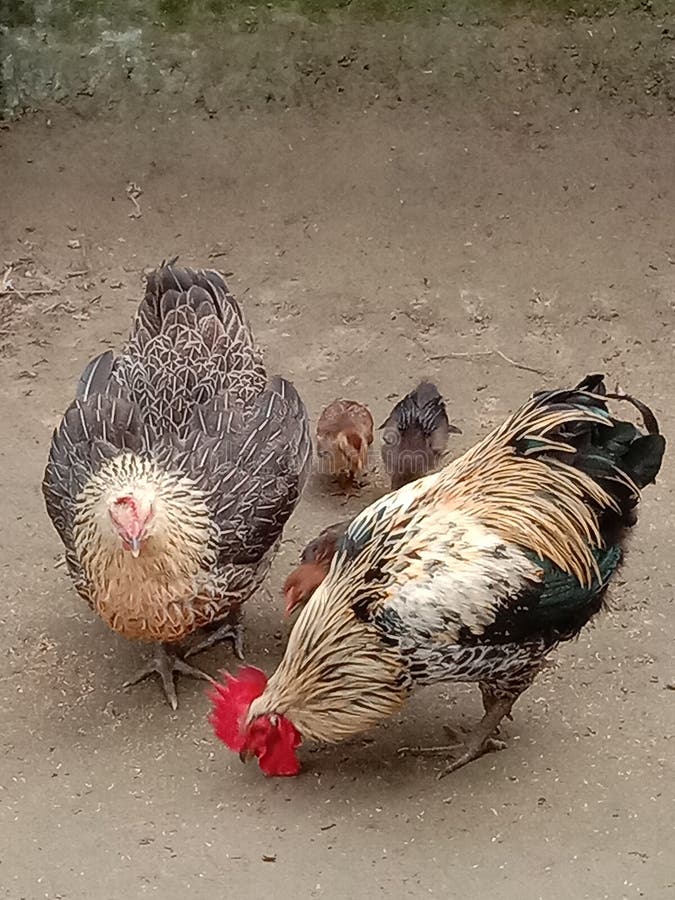 Chicks With Cock