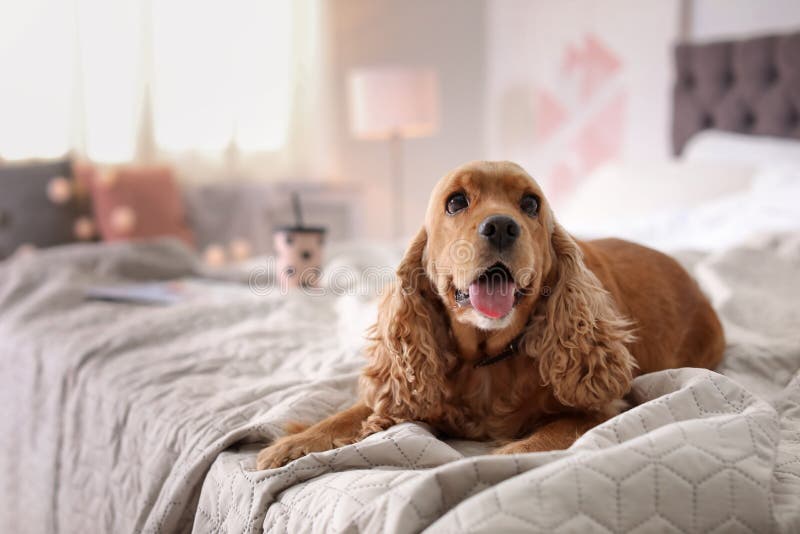 Cute Cocker Spaniel dog on bed at home.