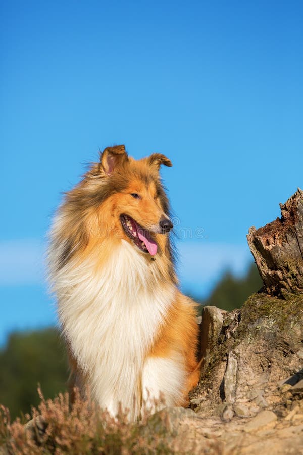 Cute Collie Dog With Blue Sky Stock Image - Image of pure, blue: 78035517