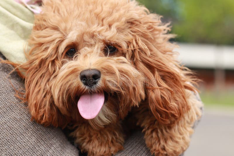 A cute caramel colored cavoodle breed puppy dog being held and cuddled and played with in the arms of it`s owner