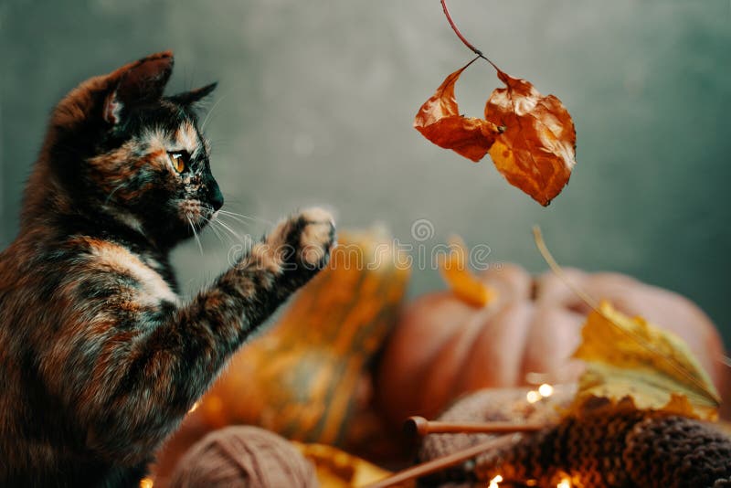 Cute colorful cat playing with a dry autumn leaf.