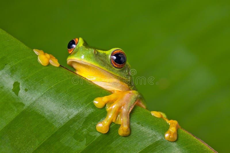 Cute colorful frog peeking over a leaf