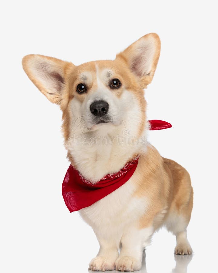 cute corgi with big ears wearing red bandana royalty free stock photography