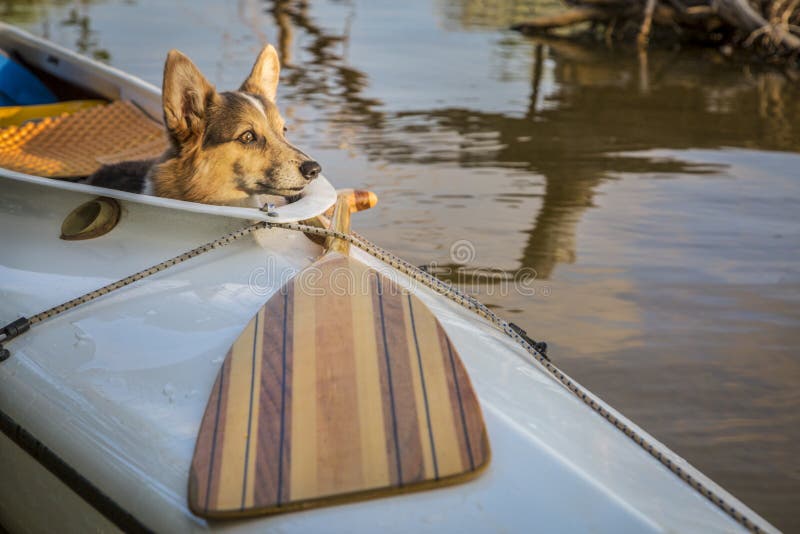 Cute corgi dog in expedition canoe stock images