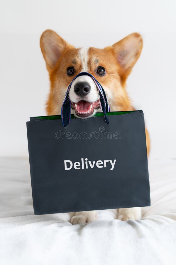 Cute corgi dog holding shopping bag on the nose. Delivery royalty free stock image