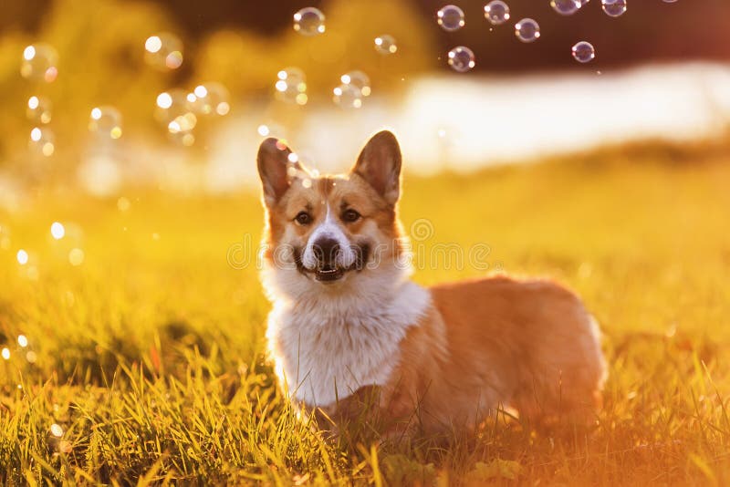 Cute Corgi dog puppy sits on bright green meadow bathed in warm sunlight and shiny soap bubbles on a summer evening stock image