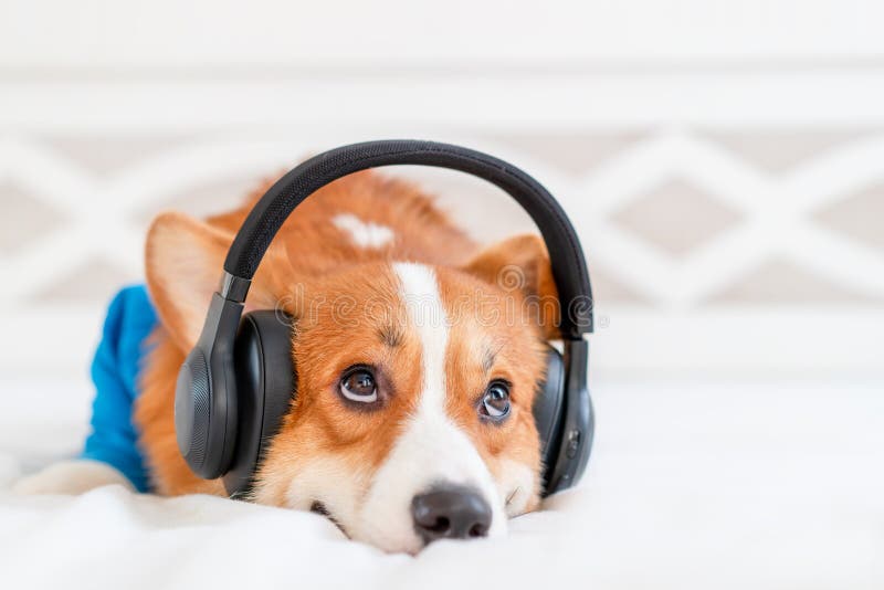 Cute corgi dog in stylish blue bomber jacket sitting and wireless headphones stock photo