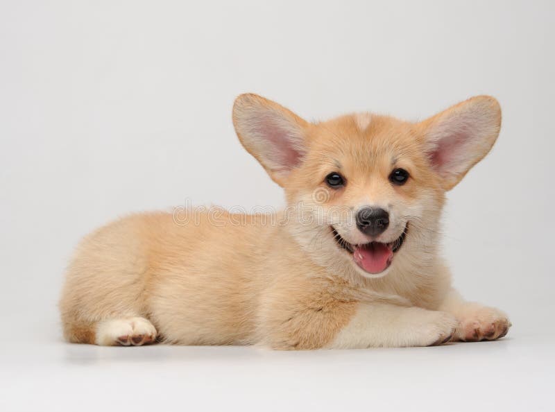 Cute Corgi puppy lying and smiling stock photo