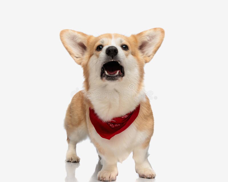 cute corgi puppy wearing red scarf barking royalty free stock image