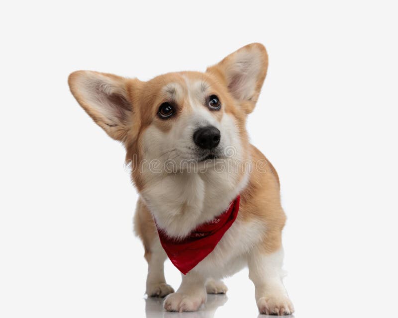 cute corgi wearing neck red scarf stepping royalty free stock photos