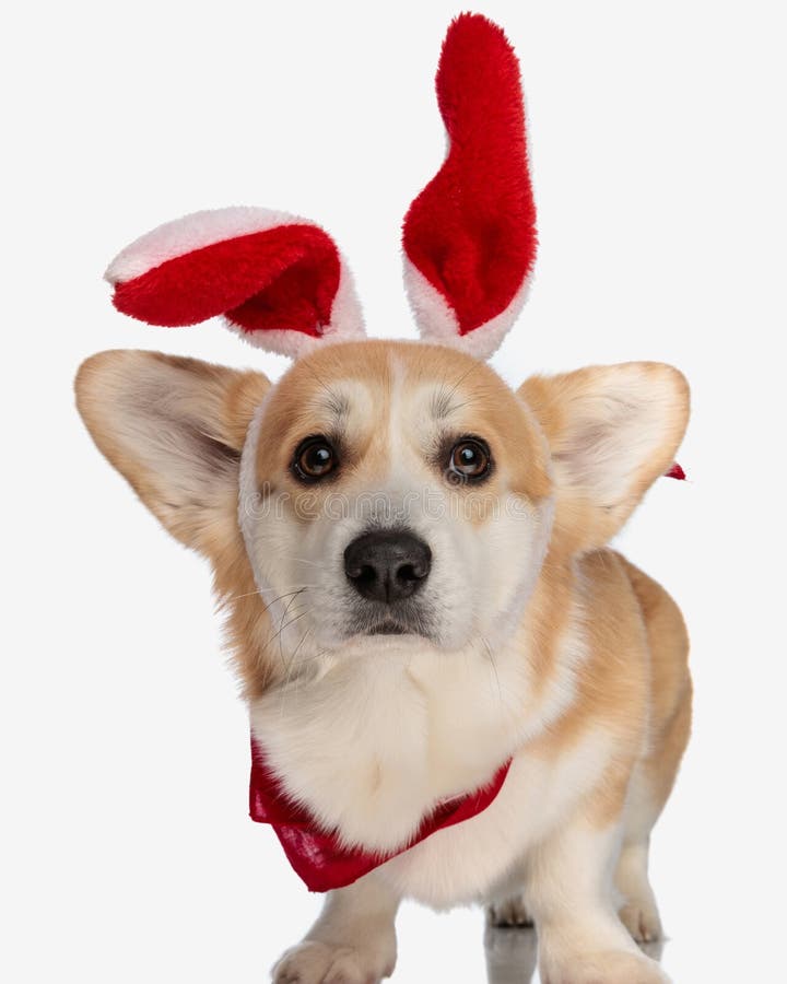 cute corgi wearing red easter bunny ears royalty free stock image