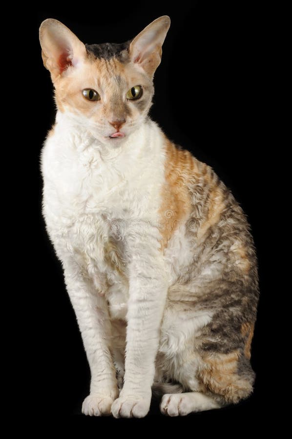 Cute Cornish Rex Cat Showing Its Tongue