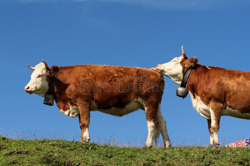 Cows in the Swiss Alps. The Swiss countryside royalty free stock photos Cows in the Swiss Alps. The Swiss countryside royalty free stock photos