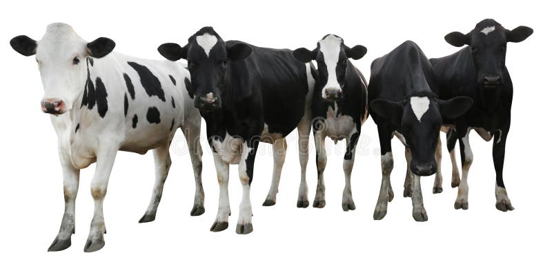 Cute Cows on White Background, Banner Design. Animal Husbandry Stock Image  - Image of agriculture, livestock: 206352159