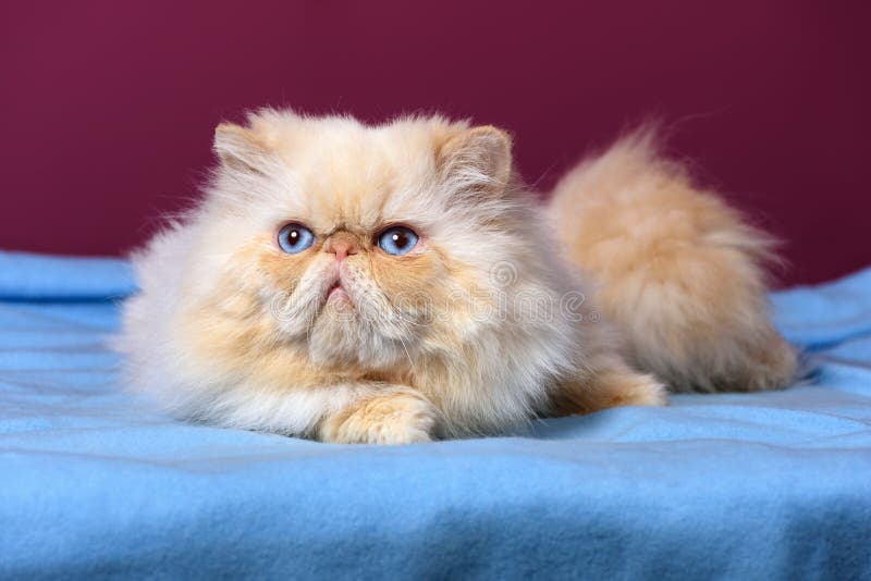 Cute cream colorpoint persian cat is lying on a blue bedspread. In front of a purple wall background royalty free stock photos Cute cream colorpoint persian cat is lying on a blue bedspread. In front of a purple wall background royalty free stock photos