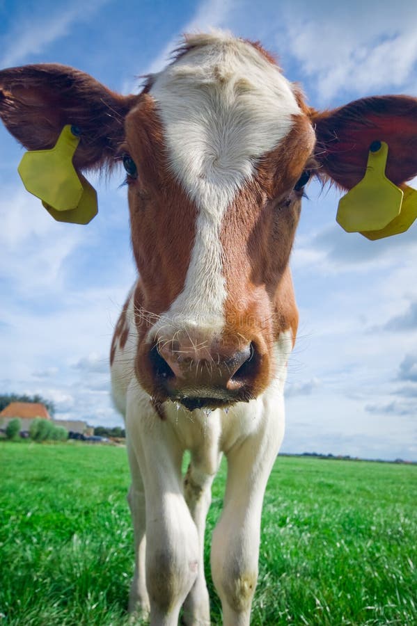 Cute curious baby cow royalty free stock image