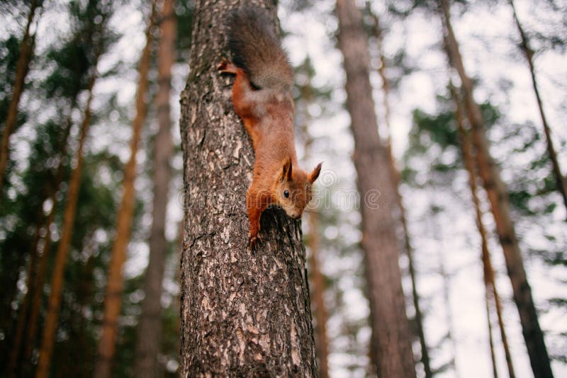 Cute curious squirrel climbing down the pine tree trunk. Ð¡lose-up shot