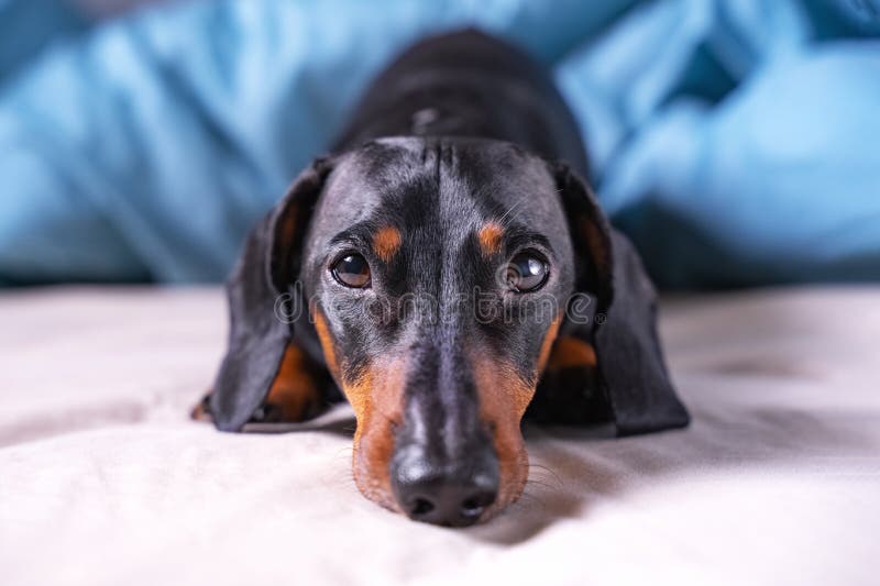 Cute a dachshund dog, black and tan sleeping on human bed, sadly looking at camera